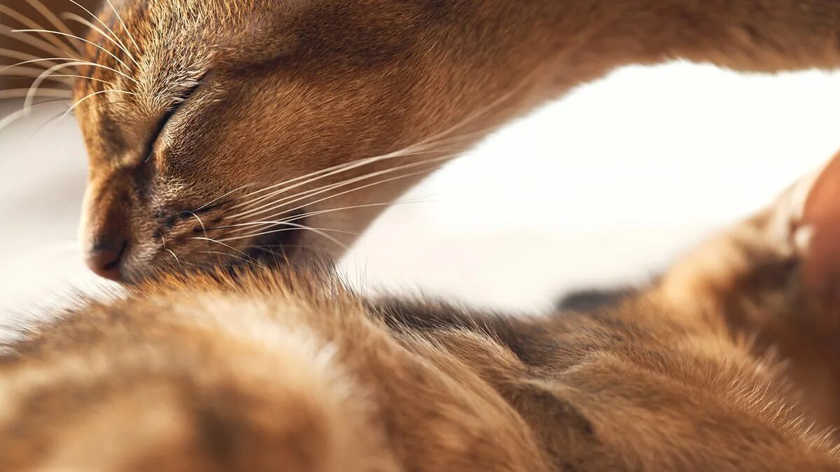 Кошка облизывает и кусает. Коты вылизывают друг друга. котенок облизывает.