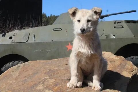Сайт к 9 питомник