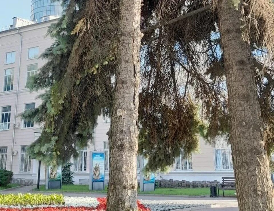 9 деревьев. Сквер бунина воронеж. сквер комсомольцев. дом бунина в воронеже. высота деревьев в воронеже.