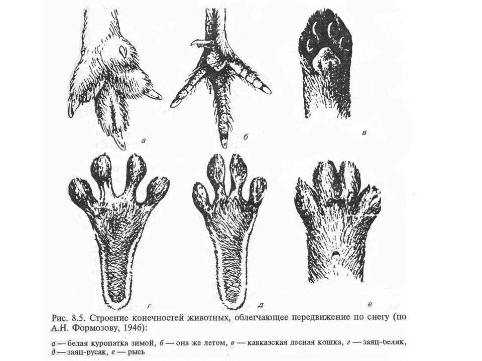 Строение передних конечностей млекопитающих. Пятипалые конечности у животных. Лапа кролика строение. Строение задних лап кролика.