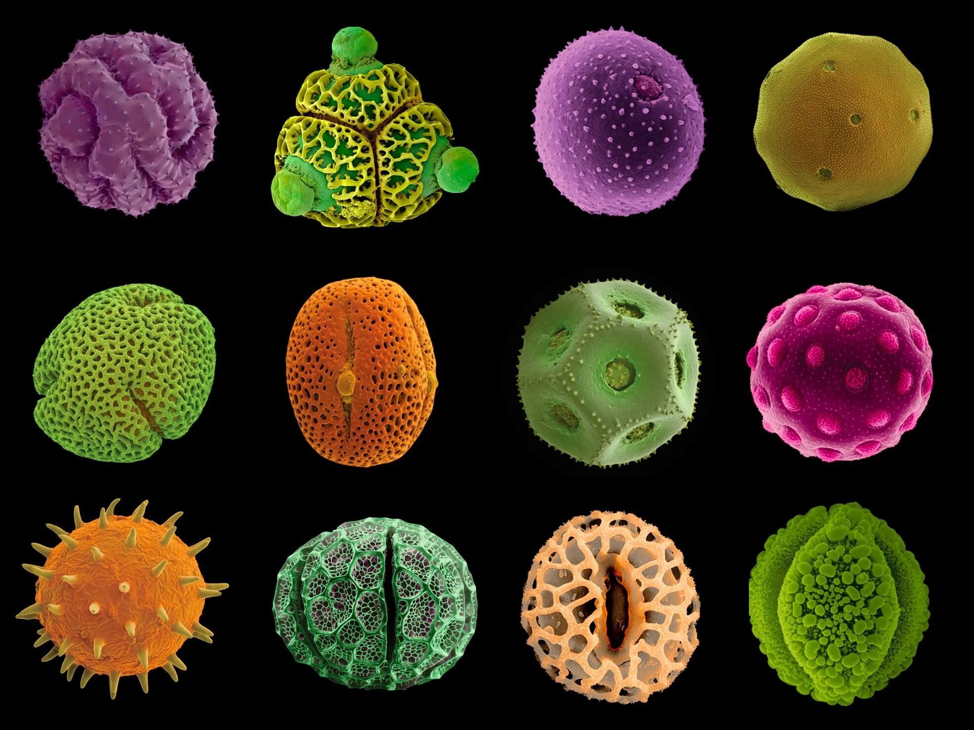 Пыльца растений является. Пыльца цветковых растений под микроскопом. Пыльцевые зерна под микроскопом. Пыльца электронный микроскоп. Пыльца микроскопия палинология.