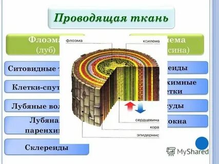 Ксилема и флоэма рисунок