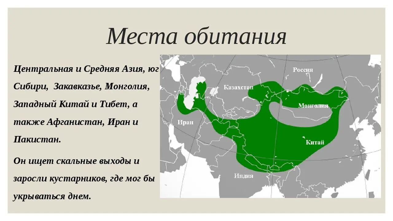 Средняя сибирь это урал. Ареал обитания манула на карте. Манул ареал обитания в России. Место обитания кошек. Манул место обитания.