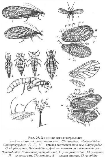 булавоусые сетчатокрылые. отряд сетчатокрылые представители. сетчатокрылые превращение. мантиспа зеленая. сетчатокрылые насекомые представители.