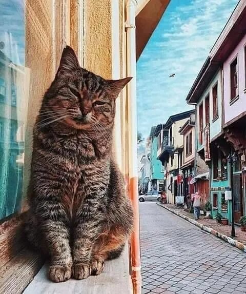 Коты в турции фото Cat at Ortaköy Mosque in İstanbul by Şerafettin Yağmur. Photographer: Şerafettin