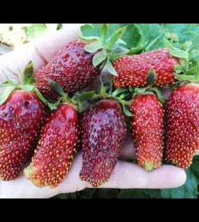 Купчиха клубника описание и отзывы садоводов урожайность