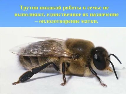 Трутни рабочие пчелы