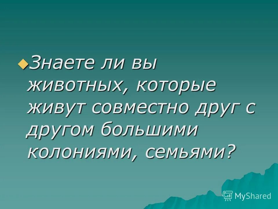 Язык живет вместе