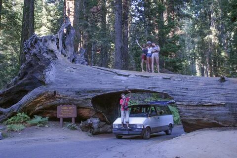 Hard times at sequoia state park