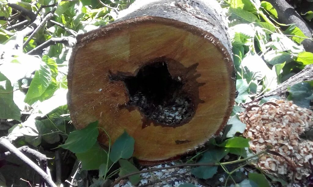 Гниение дерева это. Гниение дерева это. Гниение дерева это. Заболонная гниль древесины. Гриб на гниющей древесине.