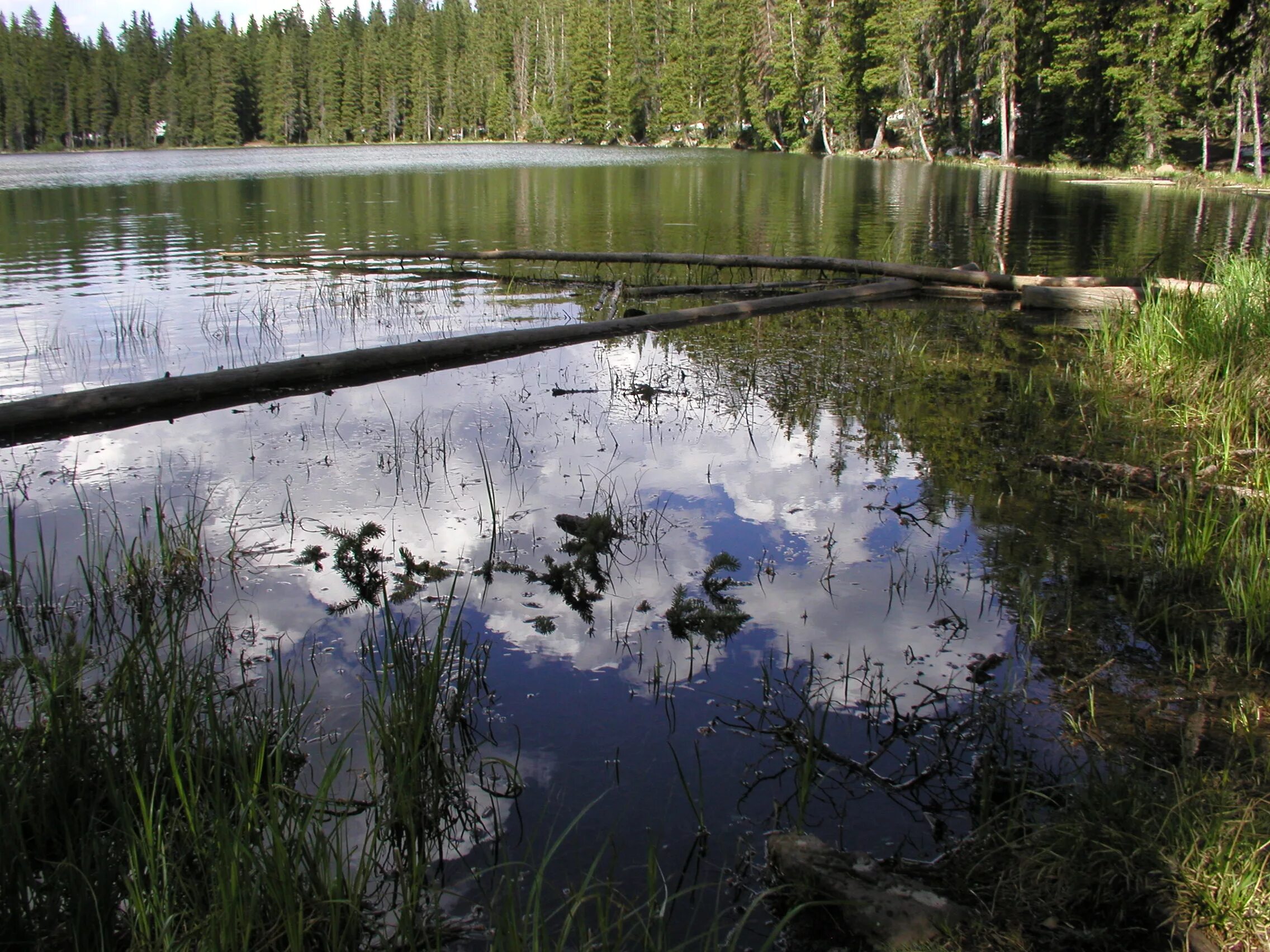 Болотистая вода. Болотистое озеро. Болотное озеро. Озеро Калалампи. Болото Коротовское.