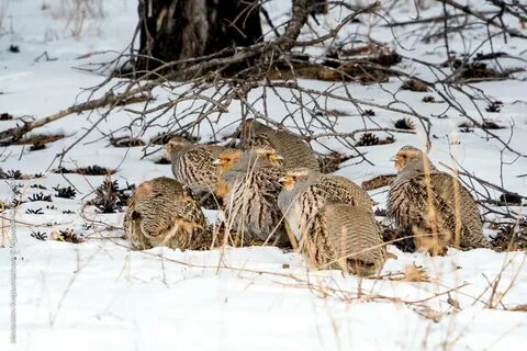 Стадо куропаток