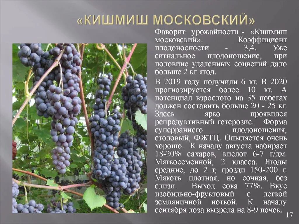 Кишмиш для подмосковья. Сорта винограда кишмиш для подмосковья. виноград амурский. амурский виноград в подмосковье. виноград кишмиш в подмосковье.