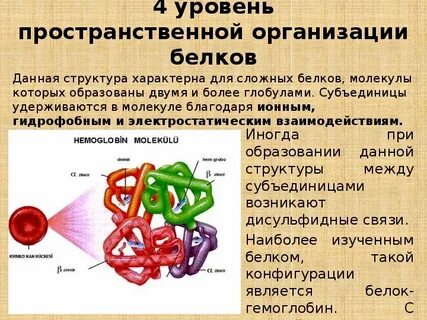Уровни структурной организации молекулы белка