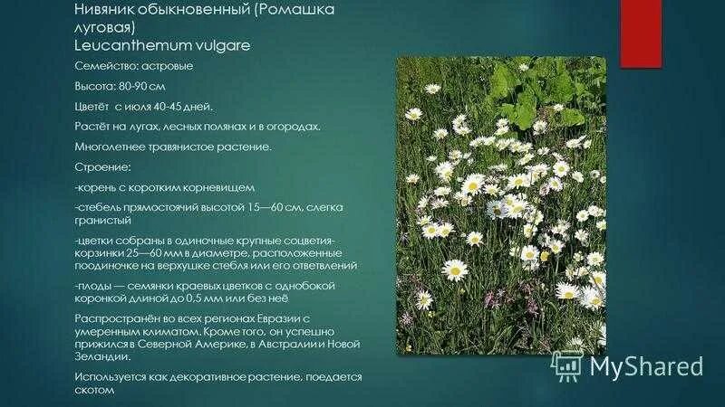 Ромашка таблица. Поповник обыкновенный описание. Нивяник красная книга. Нивяник Ромашка Луговая. Нивяник обыкновенный семейство.
