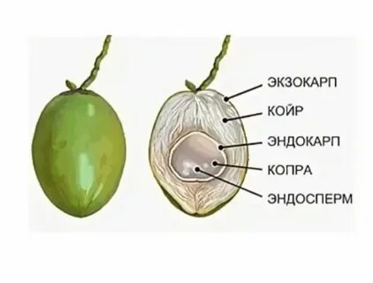 Яблоня эндосперм