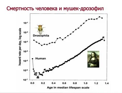 Статистика умирающих людей
