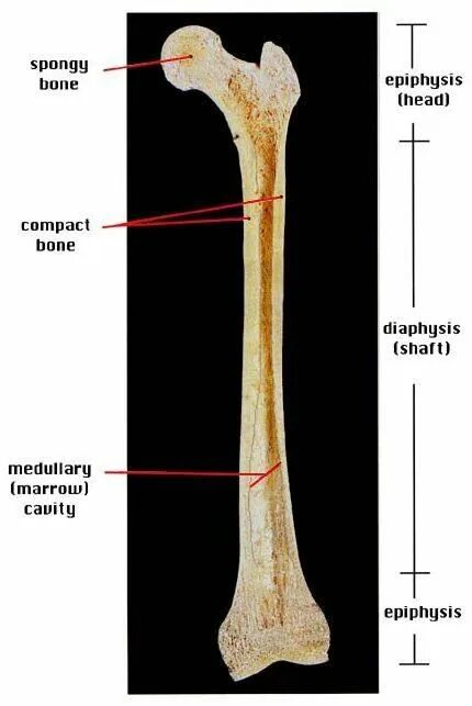 Bone structure. Diaphysis. Bone structure. Epiphysis anularis анатомия. Spongy bone.