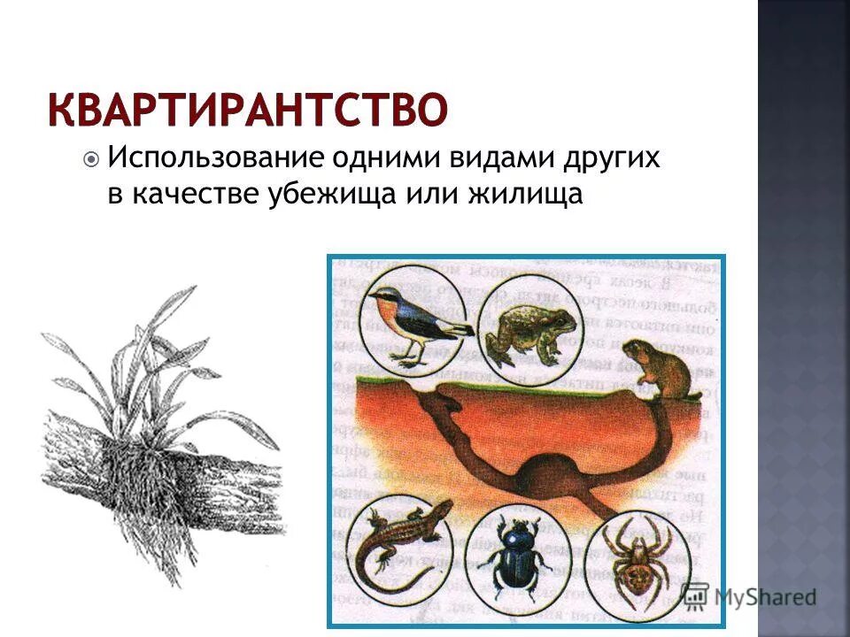 Организмы использующие в качестве жилья или убежища. Комменсализм квартиранство. Организмы использующие в качестве жилья или убежища. Примеры организмов организменной среды обитания. Использование одними видами других в качестве убежища.