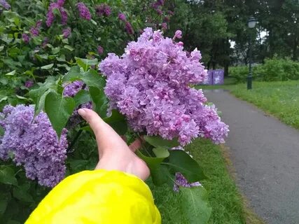 Пахнет сиренью предложение