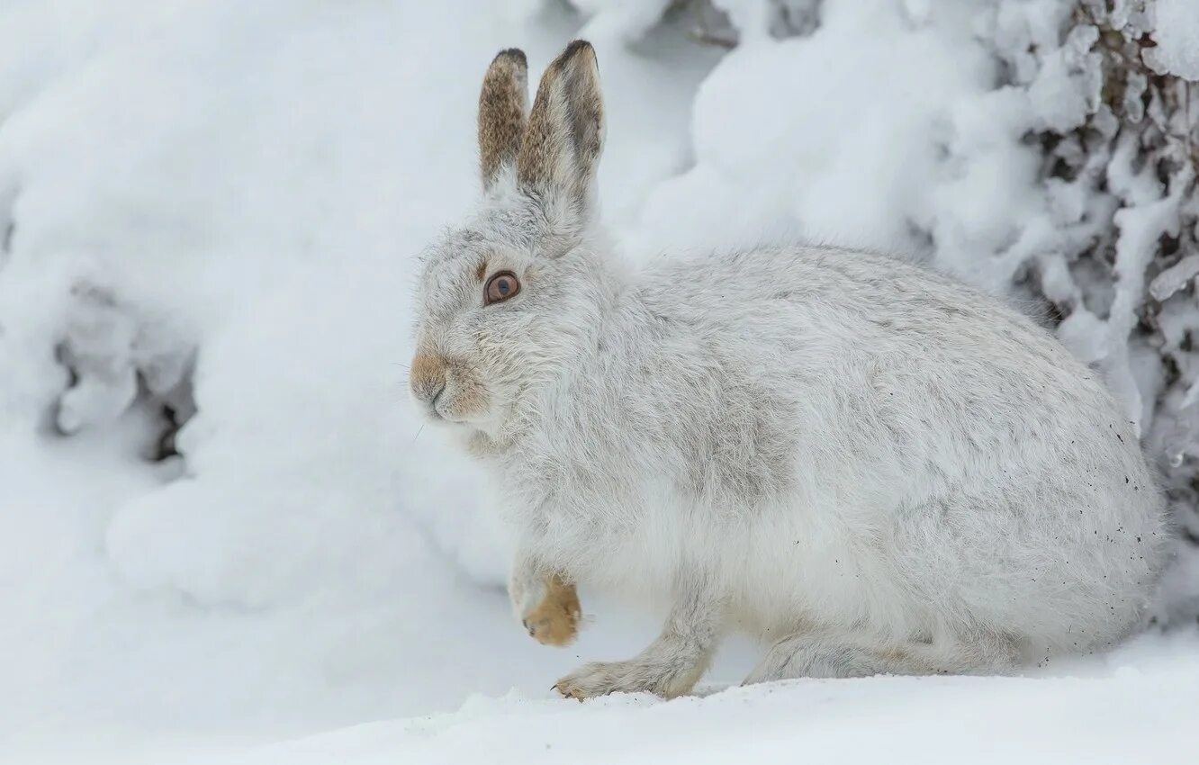 заяц в лесу. заяц под елкой. заяц беляк в зимнем лесу. заяц-беляк – lepus timidus linnaeus, 1758. зайчик зимой.