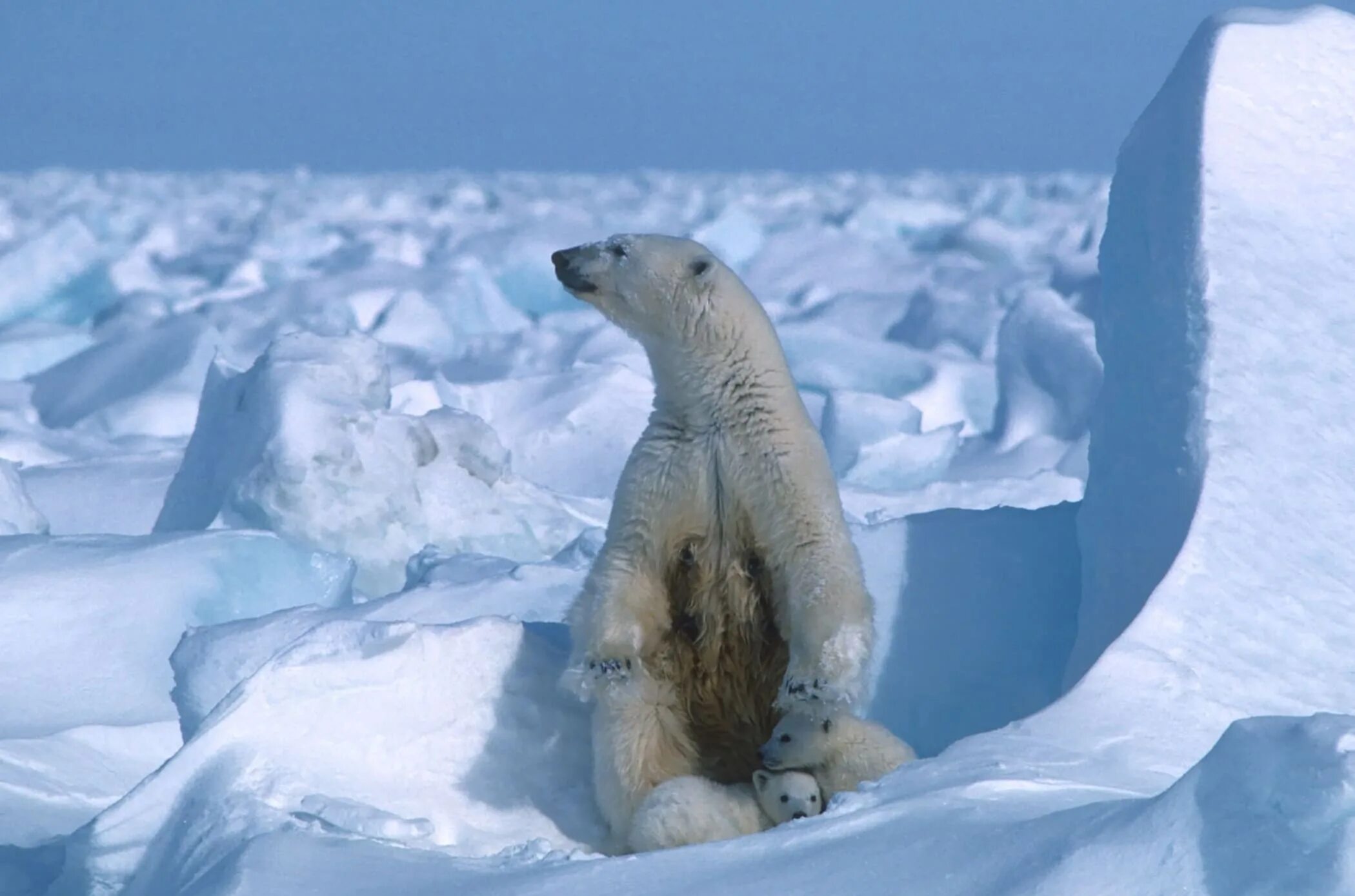 Северный ледовитый океан белый медведь. Арктика. Arctic polar bear. Белые медведи в арктике. Белые медведи в арктике.