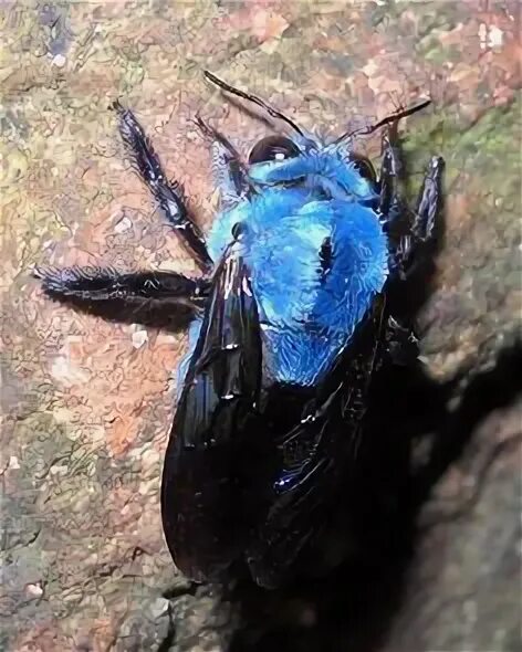Синяя пчела плотник. Пчела-плотник xylocopa caerulea. xylocopa caerulea - пчела. шмель-плотник фиолетовый( xylocopa violacea ). ксилокопа цаерулеа.