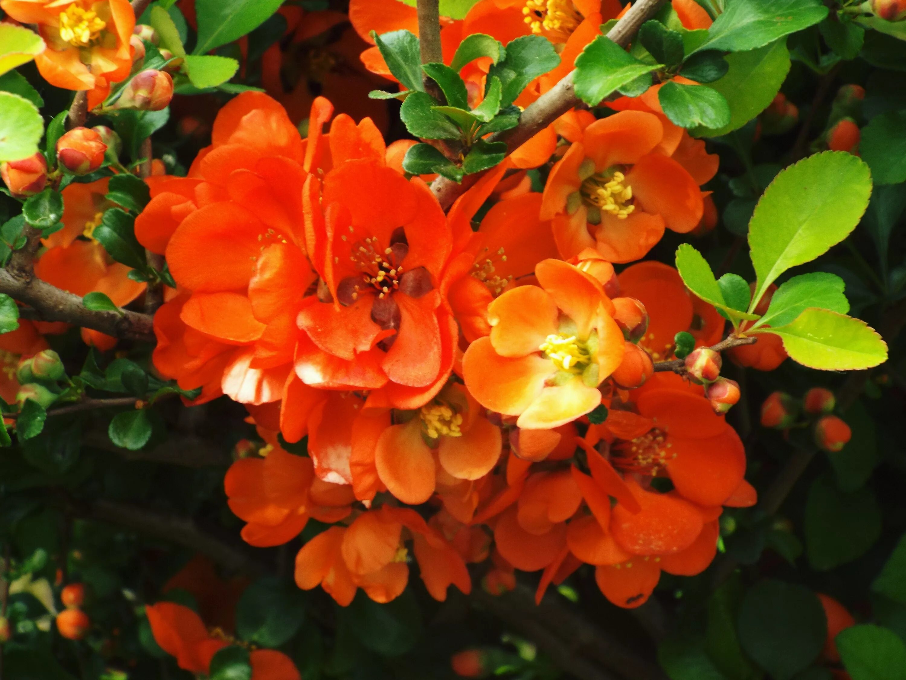 Айва японская сорта. Айва японская Chaenomeles japonica. Айва (хеномелес) японская. Хеномелес катаянский. Хеномелес японская айва кустарник.