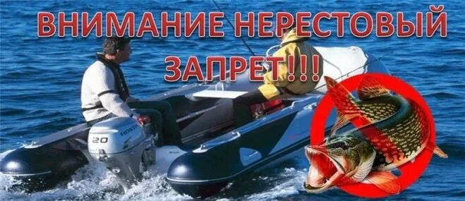 Нерестовый запрет. Нерестовый запрет. Нерестовый запрет. Нерестовый запрет 2025 тульская область. Нерестовый запрет.