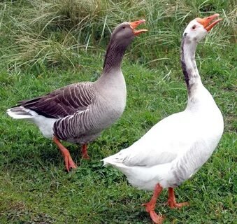 Empire of geese hard