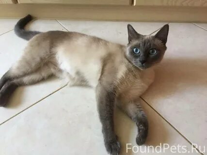 Кастрировать породистого кота