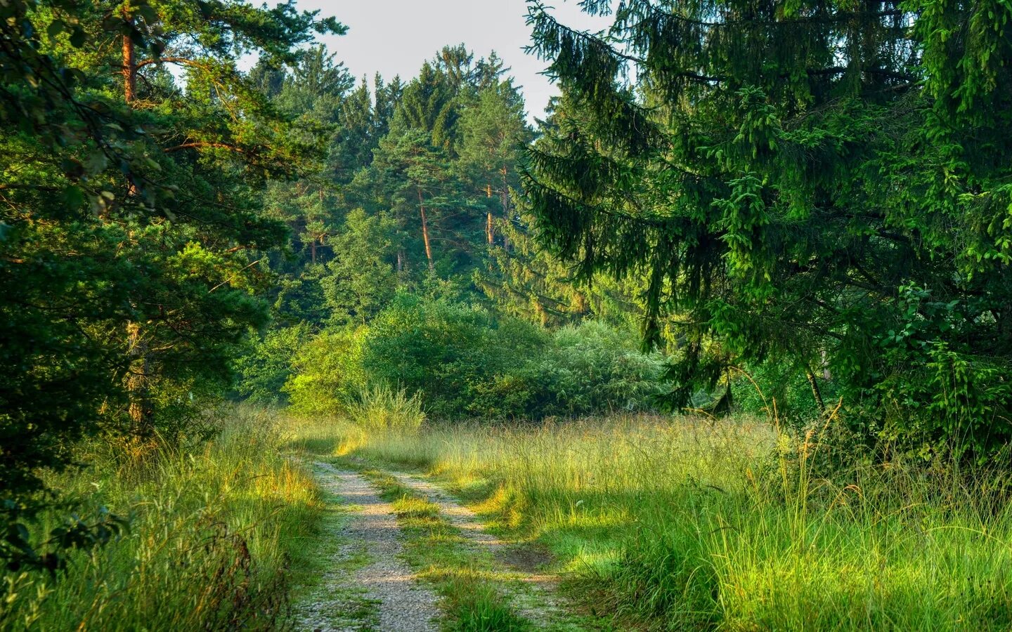 Через всю полянку вьется лесная. Через всю полянку вьется лесная. Ельники лесная поляна. Сибирские таежные цветы. Тропинка к домику в лесу.