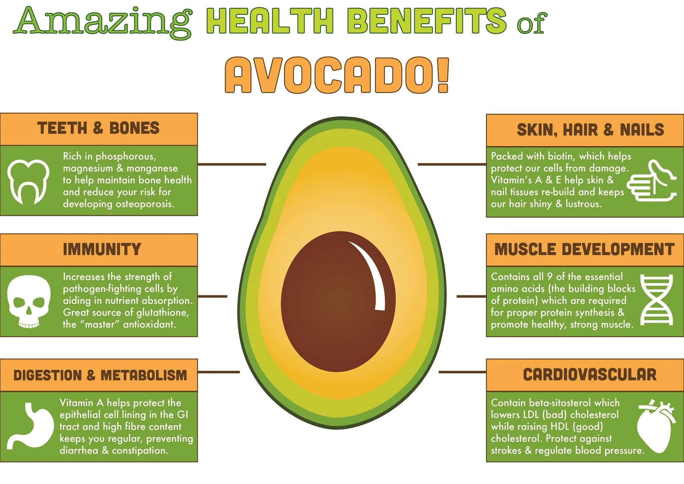 Кому нельзя авокадо. Авокадо. Авокадо инфографика. Авокадо полезные свойства. Авокадо полезно для организма.