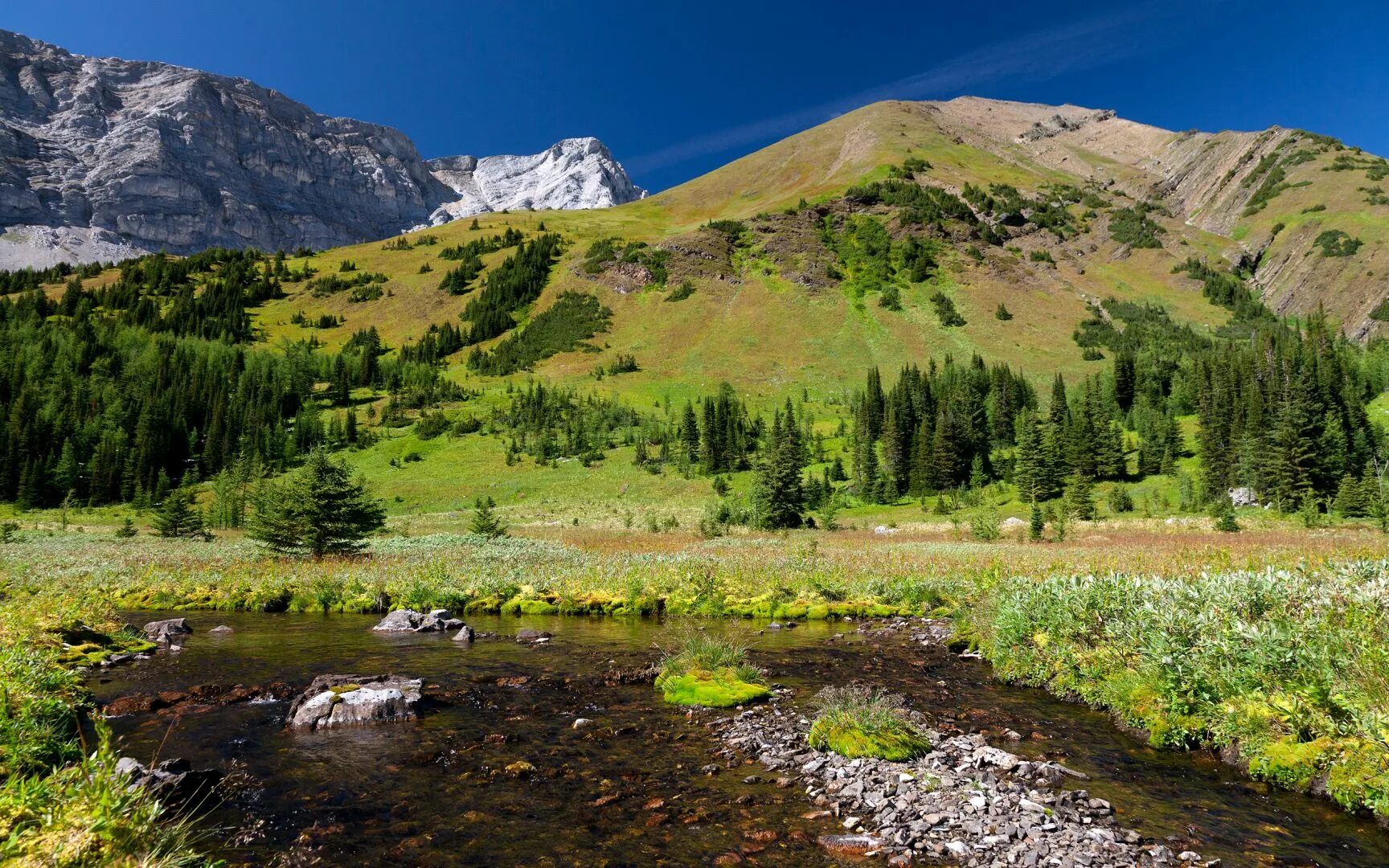 Природный пояс у подножия гор алтай. Горный Алтай Альпийские Луга. Швеция Альпийские Луга. Саяны горный ручей. Зеленые горы Алтая.
