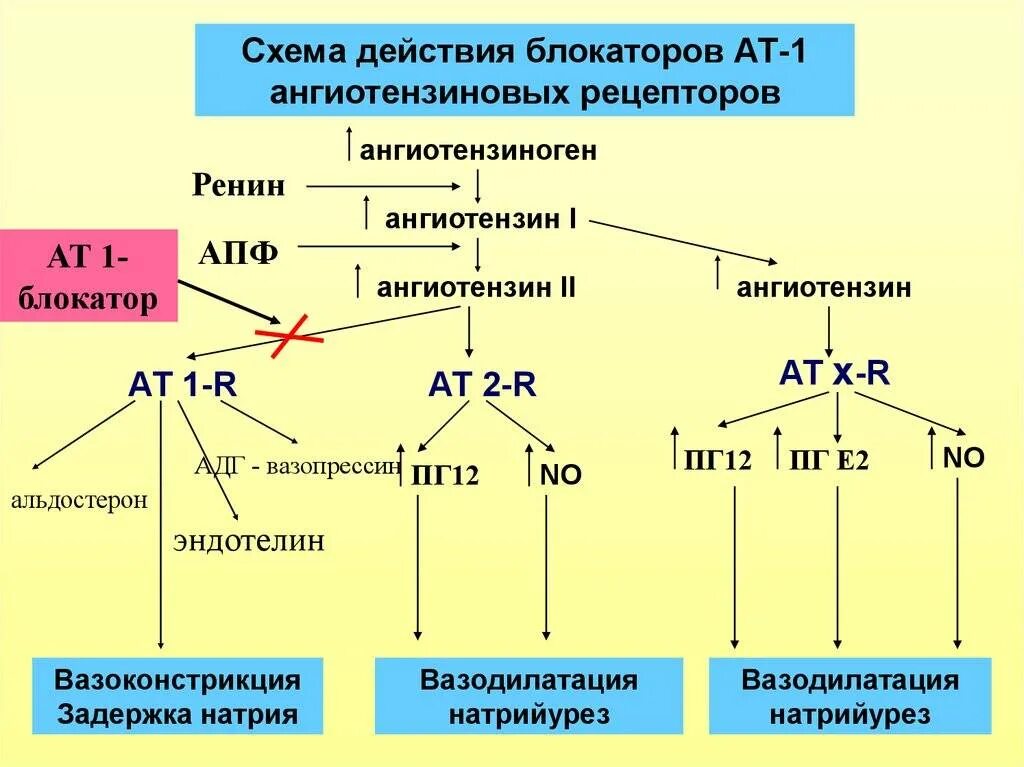 Антагонисты рецепторов ангиотензина II (ат1-Подтип). Классификация антигипертензивных препаратов ренин ангиотензин. Блокаторы рецепторов к ангиотензину II-это сартаны?. Антагонисты ангиотензина 2 механизм. Сартаны ингибиторы