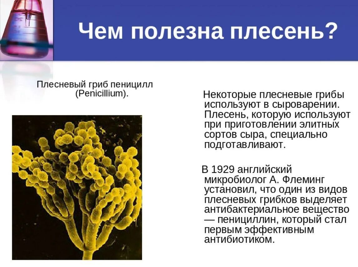 Какой вред наносят плесневые. Плесневый гриб пенициллиум.. Сообщение о плесени. Презентация на тему плесневые грибы. Проект на тему плесень.