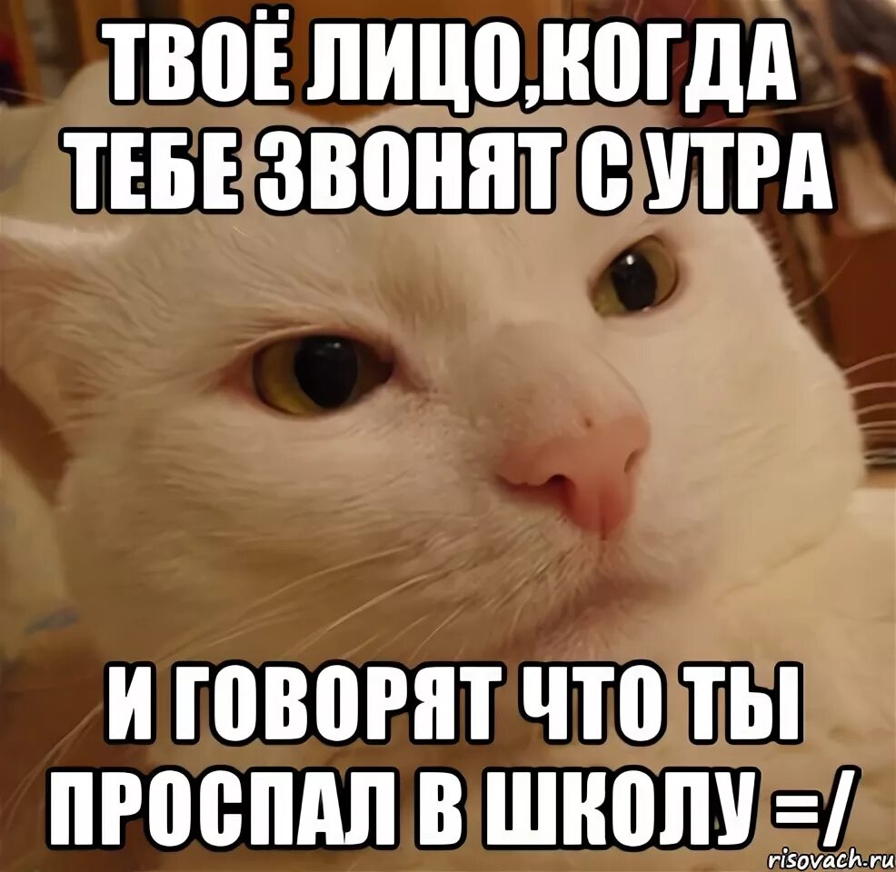 Про тебя звонкий. Я проспал Мем. Проспал в школу. Ты проспал. Тебе звонят.