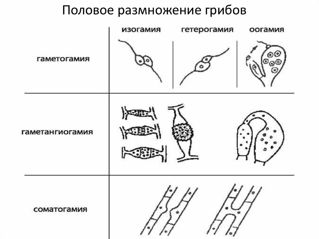 Половое размножение грибов схема. Схема полового размножения грибов. Типы полового процесса у грибов. Половое размножение грибов микробиология. Половые споры грибов