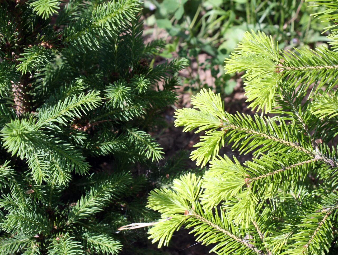 масло эфирное пихта сибирская арго. пихта сибирская водная. пихта сибирская камфора. пихта сибирская водная. пихта сибирская водная.