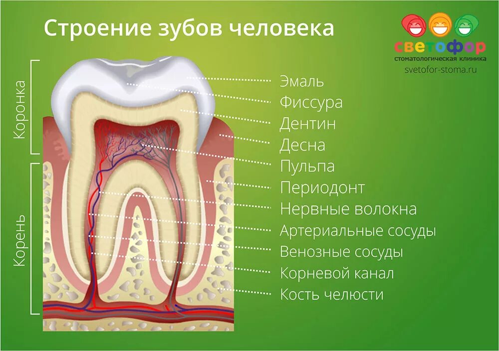 Схема строения коренного зуба. Строение зуба человека схема анатомия. Коренной жевательный зуб строение. Анатомическое строение зуба стоматология. Видимая часть зуба