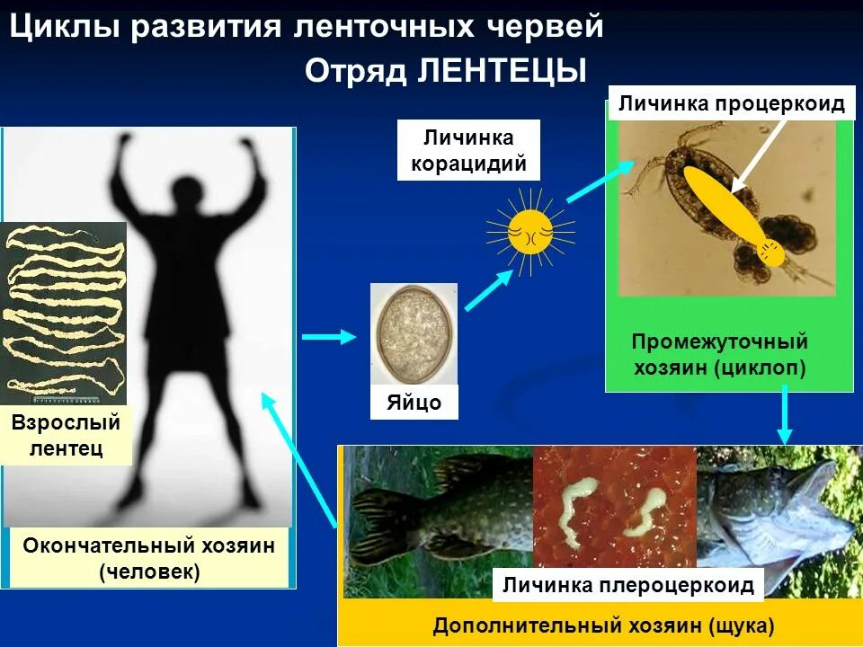 Личинка в промежуточном хозяине. Ленточные черви широкий лентец. Отряд лентецы цикл. Цикл развития червей Тип плоские черви. Широкий лентец Тип червей.