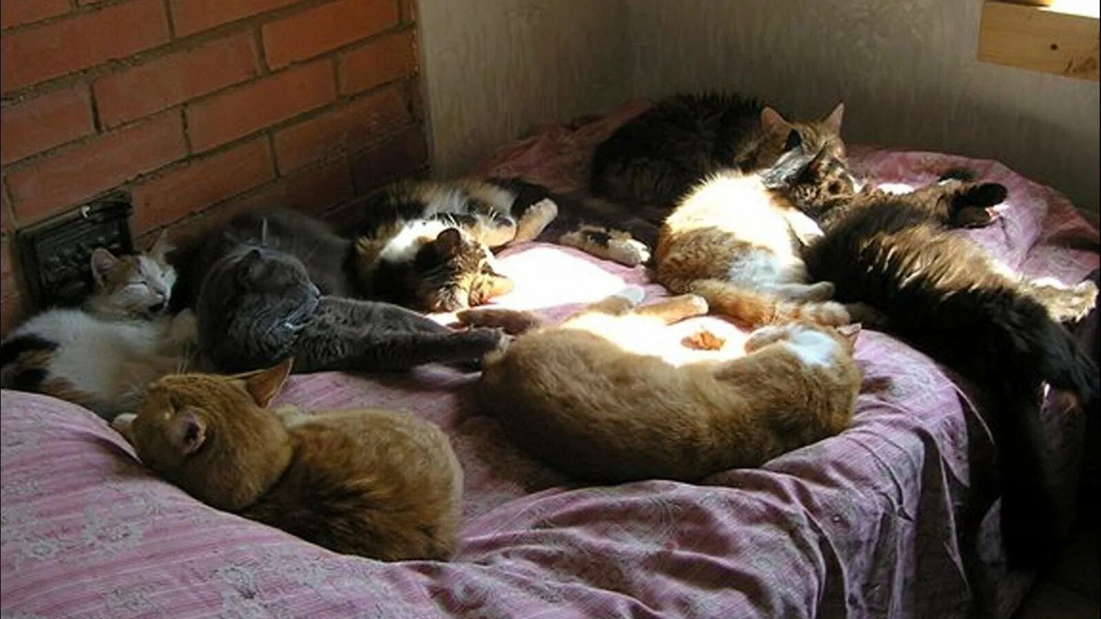 Живущий в квартире по другому. Много кошек в квартире. Много котов в квартире. Коты в квартире. Много котов на кровати.