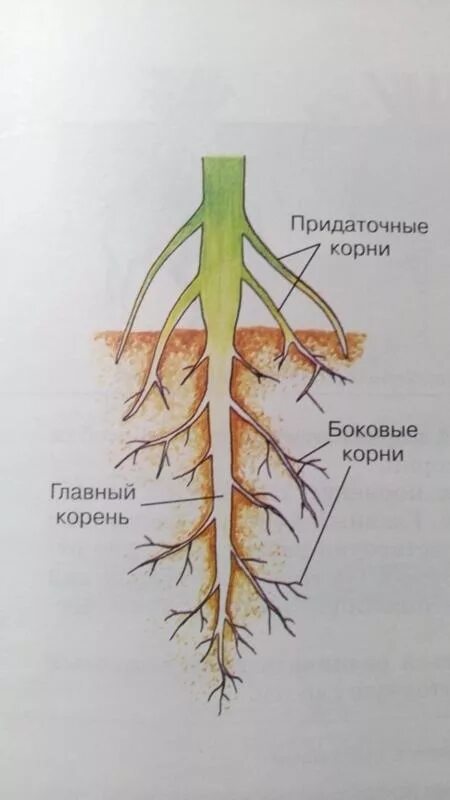 Строение корня придаточные корни. Главный корень боковой корень придаточный корень. Придаточные корни и боковые корни. Придаточные боковые и главный корень.
