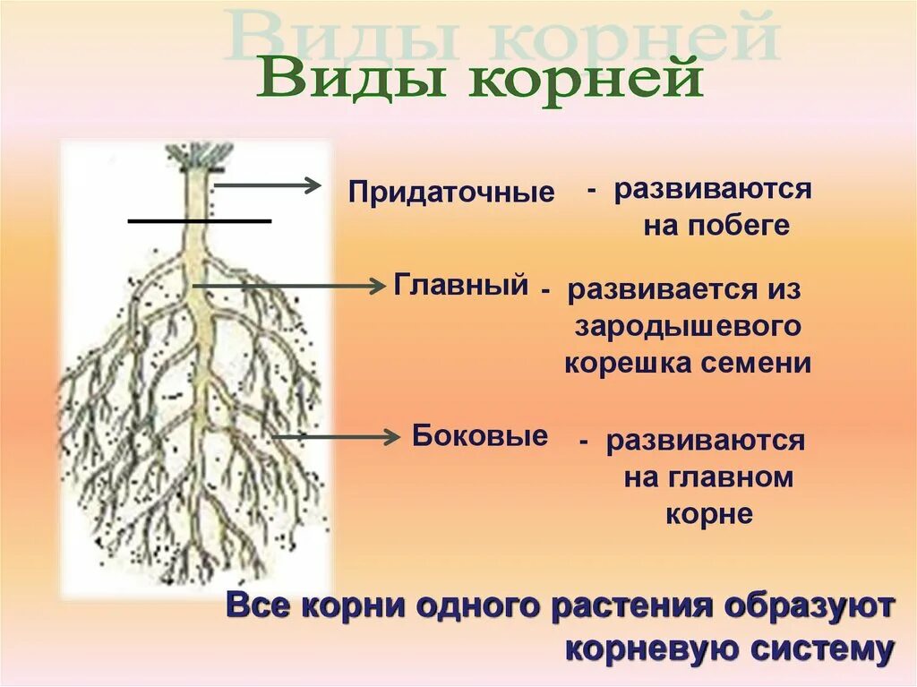 Какое значения корня. Типы корневых систем 5 класс биология.