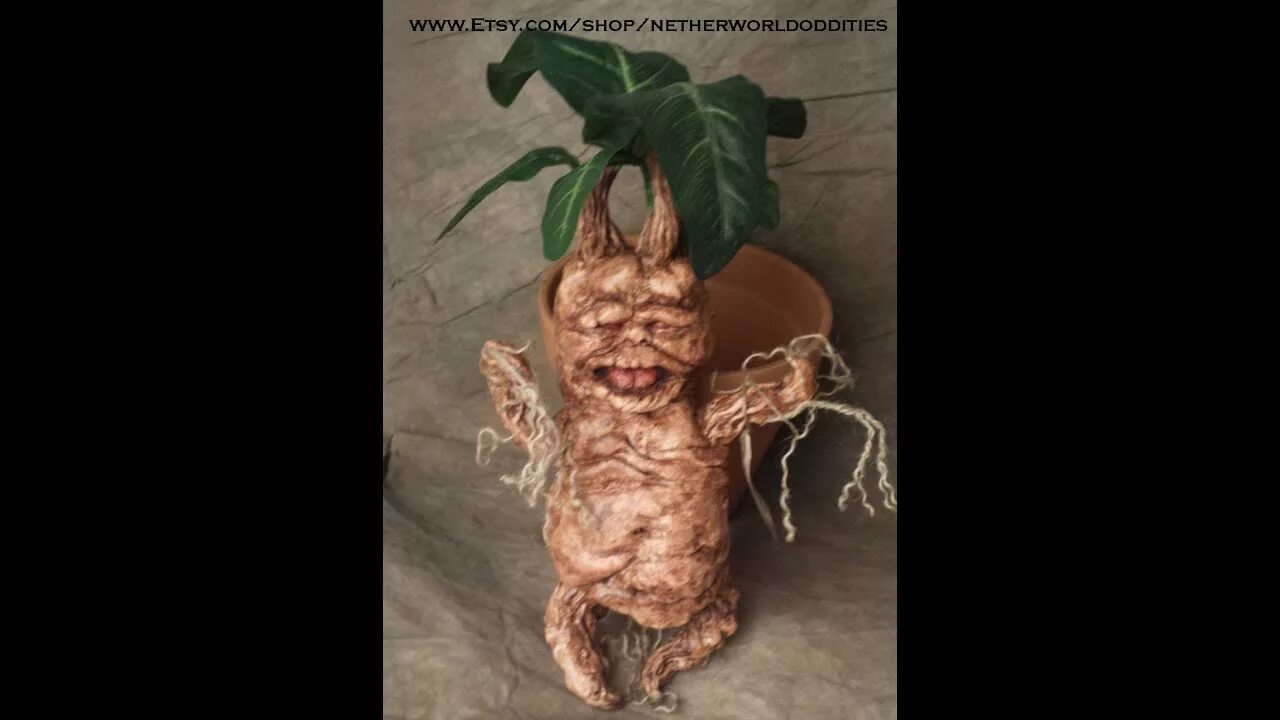 Мандрагора кричит. Мандрагора кричит