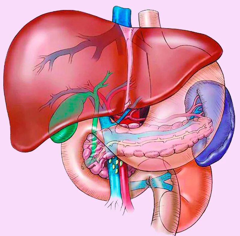 Печень желчный пузырь поджелудочная железа селезенка. Желчный пузырь селезенка поджелудочная. Селезенка поджелудочная железа желчный пузырь. Печень поджелудочная железа селезенка анатомия. Повышен железа печень