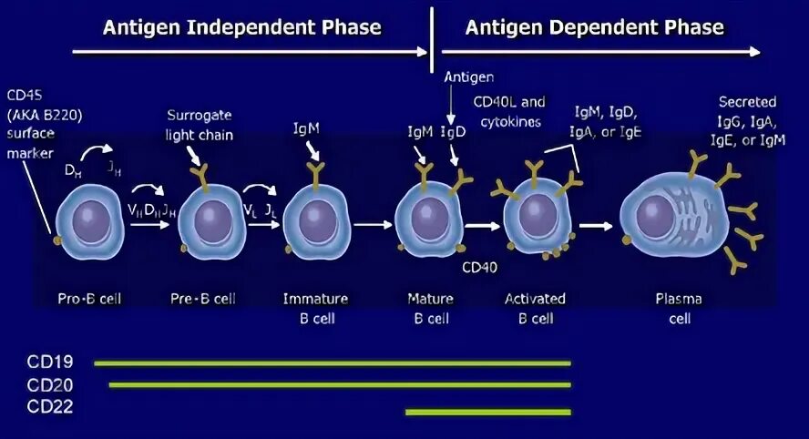 Cd3 cd4 иммунология. Cd19 клетки. CD 20 иммунология. CD 22 иммунология. Cd19 лимфоциты