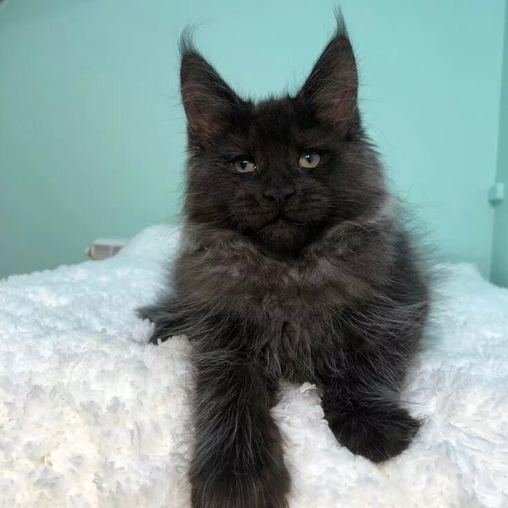 Котята мейн - кун рожденные 15 мая - fridmancats
