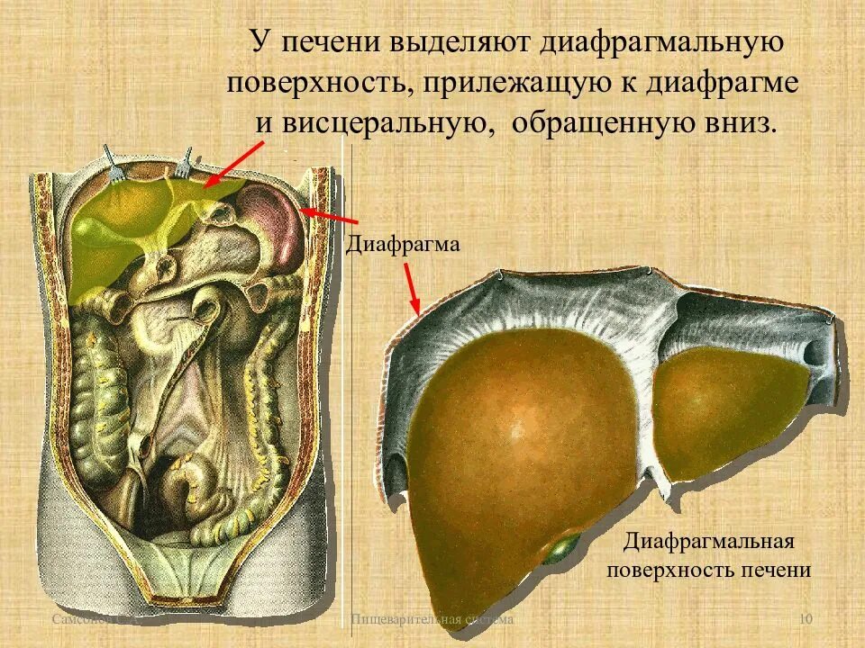 Висцеральная поверхность печени. Висцеральная железа. Желчный пузырь топография строение. Желчный пузырь анатомия строение и функции. Вдавления на висцеральной поверхности печени.