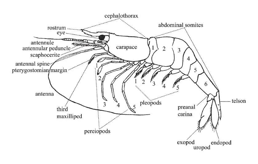 Строение креветки схема. Внешнее строение креветки. Креветки строение тела схема. Креветки ракообразные строение. Речной рак головогрудь